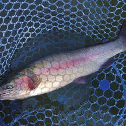 大型ブラウン連発！ ～岡崎トラウトポンド～